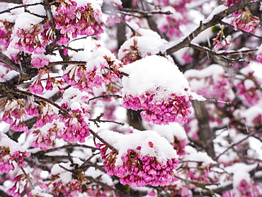 Cherry blossom covered in snow in Ambleside during the extreme weather of late March 2013, Lake District, Cumbria, England, United Kingdom, Europe