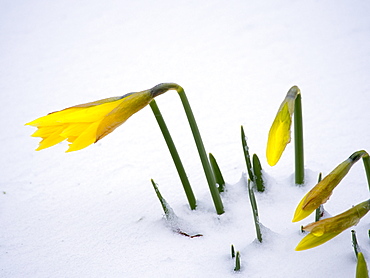 Wild daffodils on snow in the grounds of Rydal Church, Lake District, Cumbria, England, United Kingdom, Europe