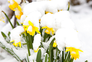 Daffodills covered in snow, Ambleside, Lake District, Cumbria, England, United Kingdom, Europe