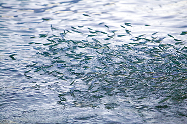 Fish leaping out of the water to avoid predators on Tuvalu, Pacific