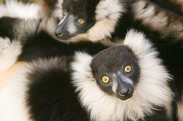 Ruffed lemurs in a cuddle