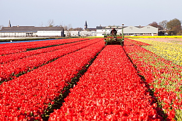 A farmer taking the heads off tulips with a specialist machine in tulip fields near Keukenhof Gardens, Lisse, Netherlands, Europe