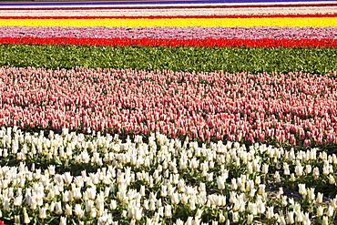 Tulip fields near Keukenhof Gardens, Lisse, Netherlands, Europe