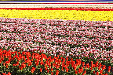 Tulip fields near Keukenhof Gardens, Lisse, Netherlands, Europe