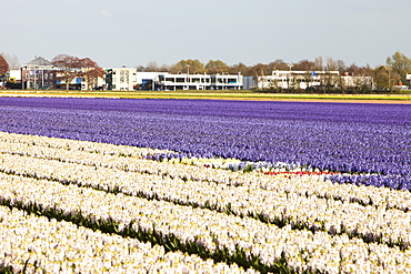 Hyacinth fields near Keukenhof Gardens, Lisse, Netherlands, Europe