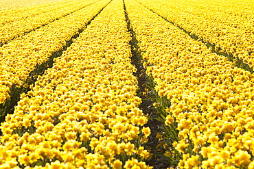 Daffodil fields near Keukenhof Gardens, Lisse, Netherlands, Europe