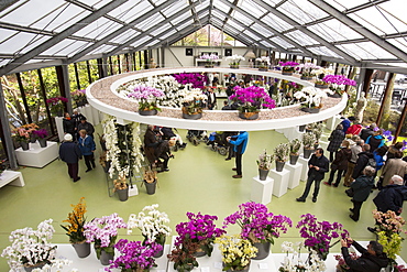 The orchid house at Keukenhof Gardens, the most famous Spring garden in the world, Lisse, Netherlands, Europe