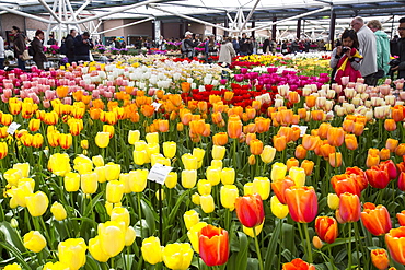 Keukenhof Gardens, the most famous Spring garden in the world, Lisse, Netherlands, Europe