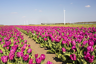 A modern take on the classsic image of tulip fields and windmills. with a wind farm near Almere, Flevoland, Netherlands, Europe