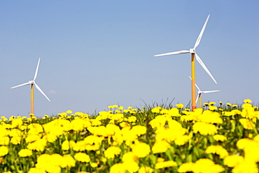 Colourful wind turbines in polders, reclaimed land near Almere, Flevoland, Netherlands, Europe