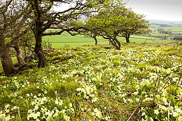 Wood anemone and primroses growing in Oxenber woods above Austwick, Yorkshire Dales, Yorkshire, England, United Kingdom, Europe