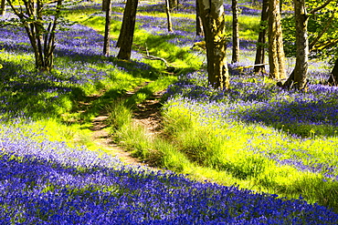 Bluebells growing in Jiffey Knotts woods at Brathey, near Ambleside in the Lake District National Park, Cumbria, England, United Kingdom, Europe