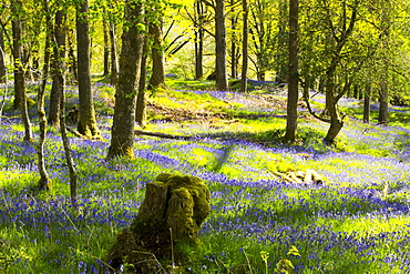 Bluebells growing in Jiffey Knotts woods at Brathey, near Ambleside in the Lake District National Park, Cumbria, England, United Kingdom, Europe