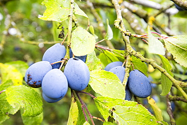 Damsons growing in an orchard near Pershore, Vale of Evesham, Worcestershire, UK.