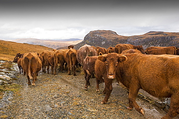 A farmer droves his cattle out of the remote Strath Na Sealga where they have been grazing over the summer, to take them in for winter time, near Dundonnel in the north West Highlands.