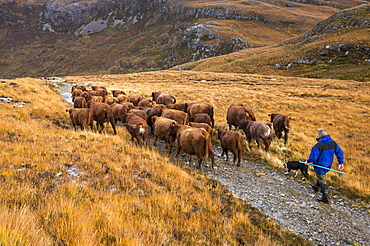 A farmer droves his cattle out of the remote Strath Na Sealga where they have been grazing over the summer, to take them in for winter time, near Dundonnel in the north West Highlands.