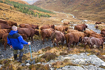 A farmer droves his cattle out of the remote Strath Na Sealga where they have been grazing over the summer, to take them in for winter time, near Dundonnel in the north West Highlands.