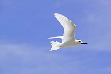 White tern off Tepuka Island, Tuvalu, Pacific