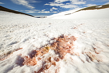 Red algae in the snow on a receding glacier in Suspiros Bay on Joinville Island just off the Antarctic Peninsular. The peninsular is one of the fastest warming places on the planet.