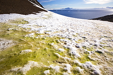 Algae in melting snow on Joinville Island just off the Antarctic Peninsular which is one the the fastest warming places on the planet.