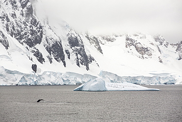 Humpback Whales (Megaptera novaeangliae) feeding on Krill in Wilhelmena Bay, Antarctic Peninsular and surfacing wth a metre of a zodiak. The whales migrate here in the summer to feed on the Krill. Krill numbers have declined by over 50%. They feed on algae that grows on the underside of sea ice, As the sea ice melts, both algae and krill decline. This shot has penguins resting on an iceberg in the background.