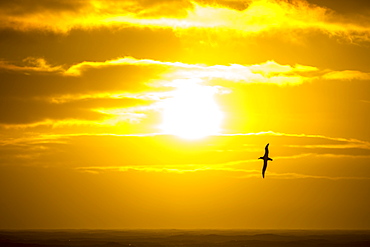 A Wandering Albatross; Diomedea exulans, the bird with the largest wing span on the planet, at around 11 feet 6 inches, flying in the Drake Passage, Sub-Antarctic.