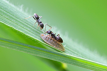 2 Ants. Nature, Moldova, ant, ants, insect, summer, Green,  Flower, 2, mustache ant