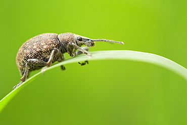 The idler. Nature, Moldova, insect, summer, Green,  macro, weevil