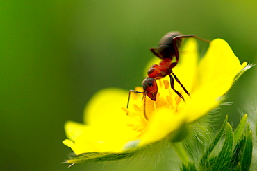 Ant and a flower. Nature, Moldova, ant, ants, insect, summer, Green,  Flower, Seed