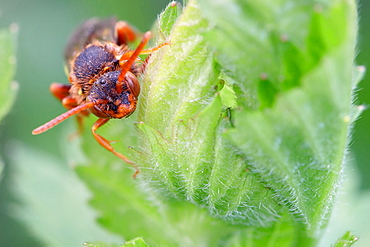 Favorite place to sleep. Nature, Moldova, insect, summer, Green,  macro, flower, bee, wasp