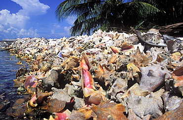 Sea defence made from Queen Coch shells, South Water Cay, Belize      (rr)