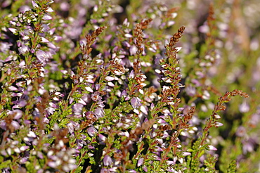 Ling Calluna vulgaris heather Deer Park, Marloes, Pembrokeshire, Wales, UK, Europe