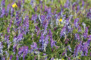 Lucerne or Alfalfa (Medicago sativa).   Pea family.  SOuth Wales, UK