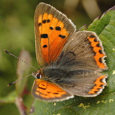 Small Copper butterfly Lycaena phlaeus