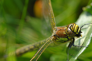 Female Common Hawker (Aeshna juncea), Pembrokeshire, Wales, UK, Europe