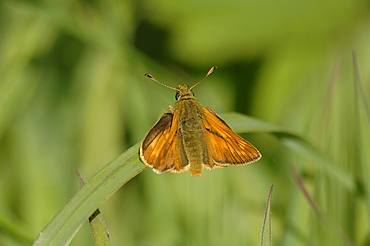 Large skipper (Ochlodes sylvanus), Pembrokeshire, Wales, UK, Europe