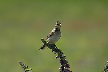 Skylark (Alauda arvensis), Pembrokeshire, Wales, UK, Europe    (rr)