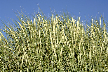 Marram grass, Ynyslas dunes, National Nature Reserve, Ceredigion, Wales, UK, Europe