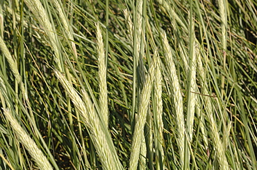 Marram grass, Ynyslas dunes, National Nature Reserve, Ceredigion, Wales, UK, Europe