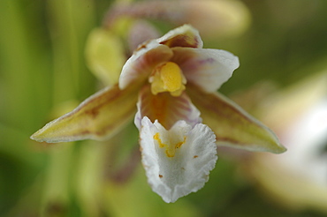 Marsh helleborine Epipactis palustris Kenfig National Nature Reserve, Wales, UK, Europe