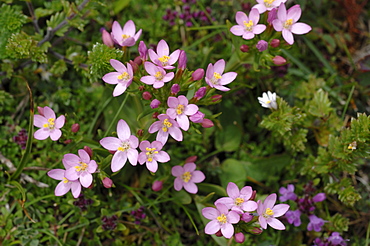 Lesser sea spurrey Spergularia marina, Kenfig National Nature Reserve, Wales, Uk, Europe