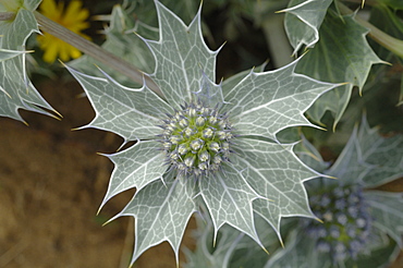 Sea holly Eryngium maritimum, Kenfig National Nature Reserve, Wales, Uk, Europe