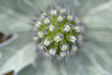 Sea holly Eryngium maritimum, Kenfig National Nature Reserve, Wales, Uk, Europe