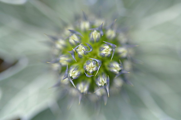 Sea holly Eryngium maritimum, Kenfig National Nature Reserve, Wales, Uk, Europe