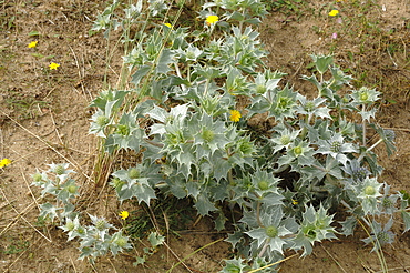 Sea holly Eryngium maritimum, Kenfig National Nature Reserve, Wales, Uk, Europe