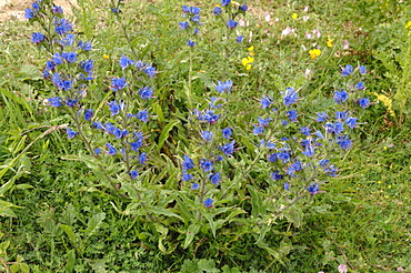 ViperÂ’s-bugloss Echium vulgare, Kenfig National Nature Reserve, Wales, Uk, Europe