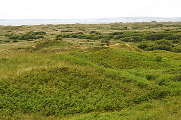 Kenfig National Nature Reserve, Wales, Uk, Europe