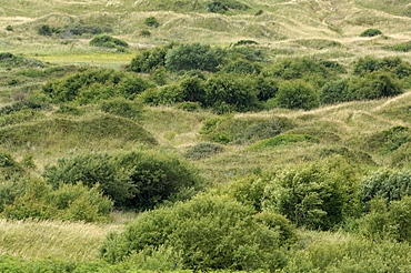 Kenfig National Nature Reserve, Wales, Uk, Europe