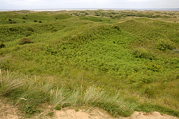 Kenfig National Nature Reserve, Wales, Uk, Europe