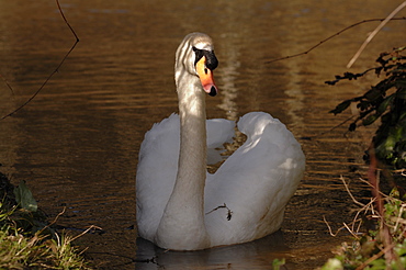 Swan, Lily Ponds, Bosherton, Pembrokeshire, Wales, UK, Europe